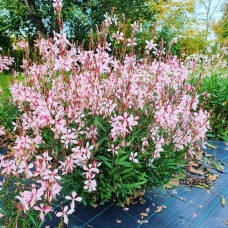 Гаура ліндхеймера Emmeline "Pink Bouquet" 