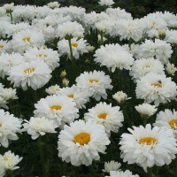 Королиця чудова "Victorian Secret" 