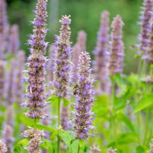 Пряні і лікарські рослини