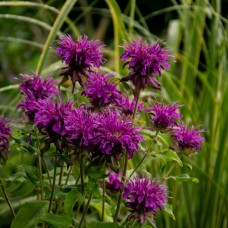 Монарда двійчата Purple