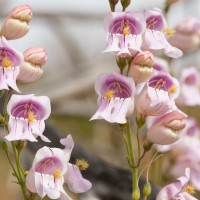 Пенстемон Палмера 