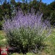 Перовскія лебедолиста "Blue Spire" 90 см