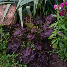 Подорожник "Purple Perversion"