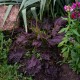 Подорожник "Purple Perversion"