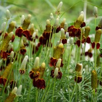 Ратібіда "Сомбреро", 50+ насінин