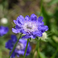 Скабіоза кавказька 'Fama Deep Blue'