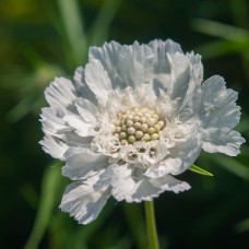 Скабіоза кавказька 'Fama White'