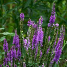 Вероніка колосиста Purple