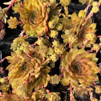 Молодило 'Leo'