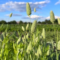 Канарник сухоцвіт 1 г, 100+ насінин