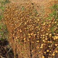 Льон блакитний однорічник 200 насінин