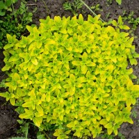 Орегано золотисте 'Aurea'