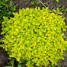 Орегано золотисте 'Aurea'