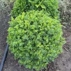 Рута запашна