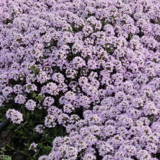 Тім'ян сланкий лимонний