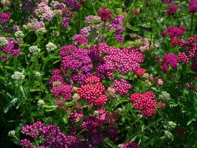 Chelsea Chop - англійський метод обрізки багаторічників