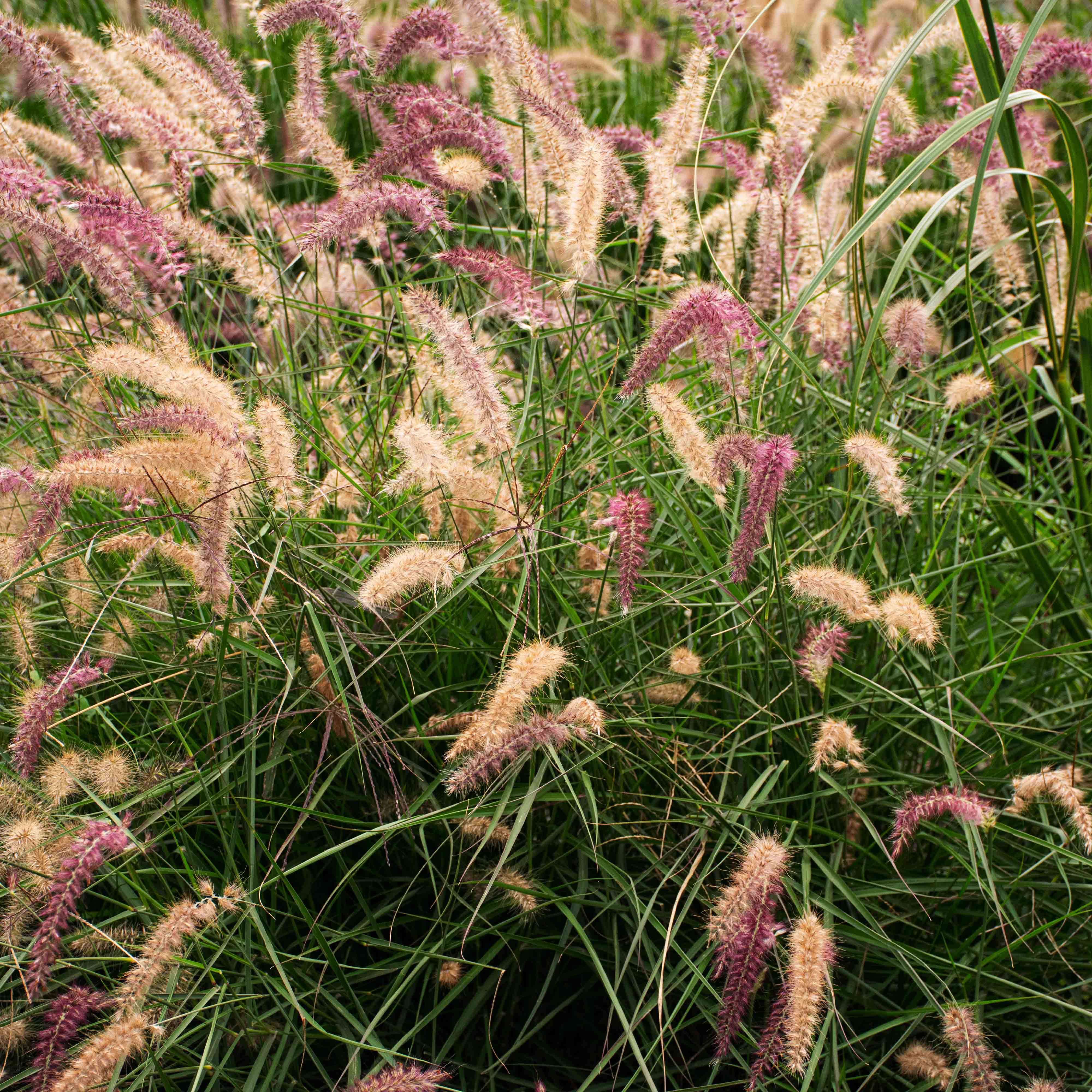 Юбкадағы секс видео Жапон джинсыдағы порно